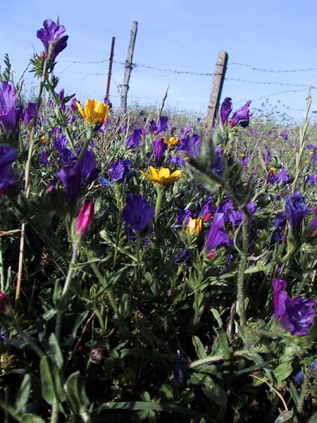 Blauwe, gele en roze bloemen