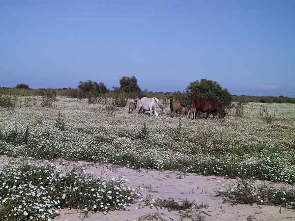 Paarden grazen tussen witte bloemen