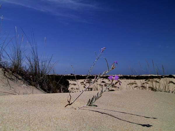 Paars bloemetje in het zand