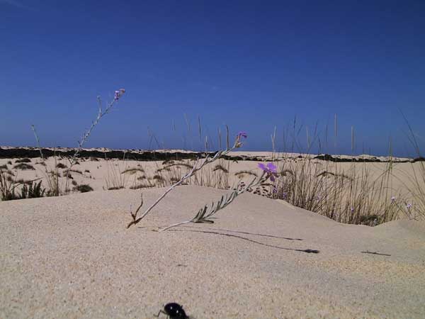 Klein paars bloemetje in het zand