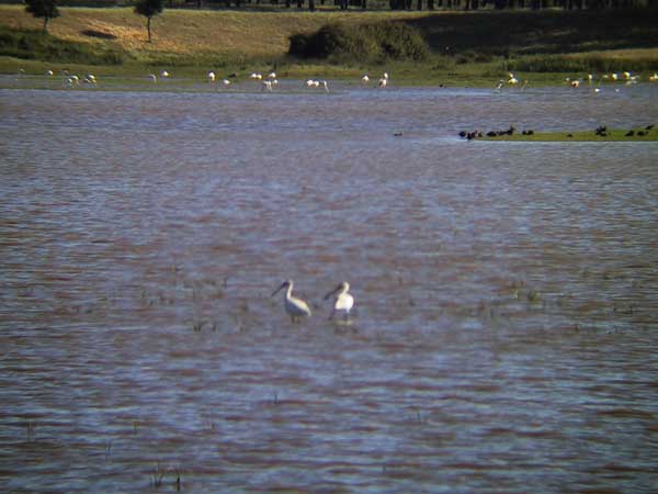 Platalea leucorodia