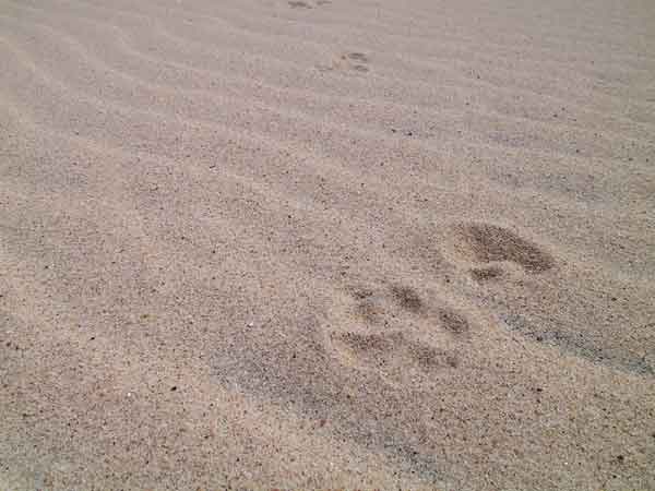 Spoor in het zand