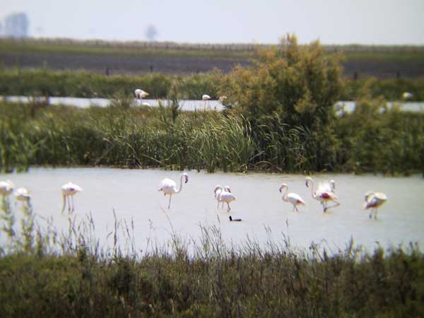 Flamingo's in het water