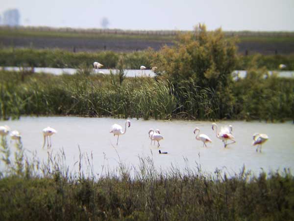 Flamingo's with long legs in water