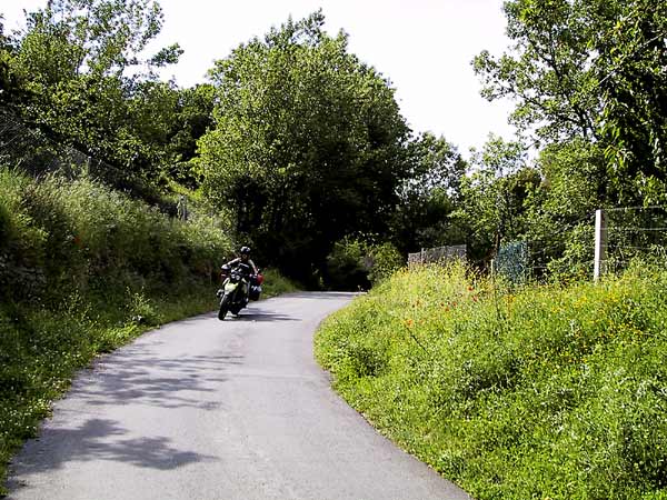 Smal weggetje in groene omgeving