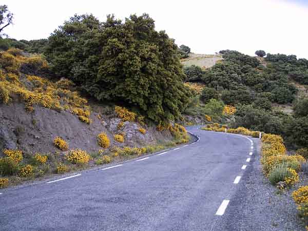 Slingerende weg, gele bloemen en groene struiken