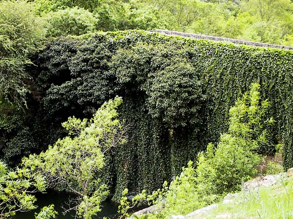 Bruggetje, begroeid met klimplanten