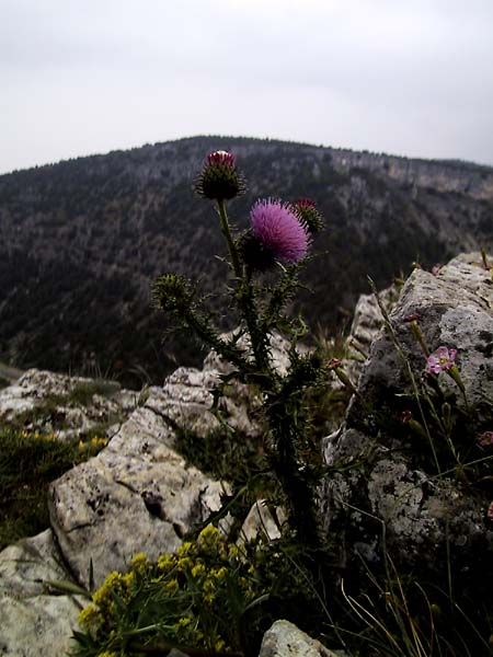 Bloeiende distel