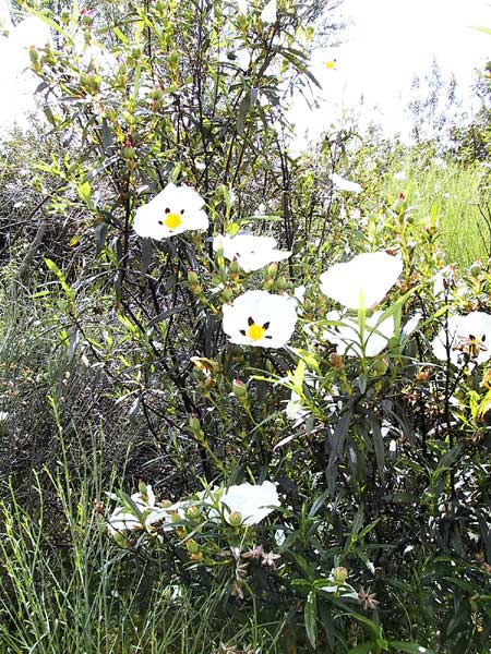 Witte bloemen met paars en geel in het hartje