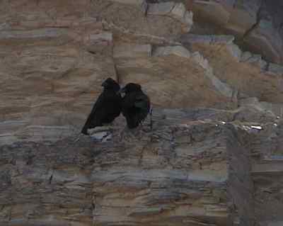 Two Raven, on a rock