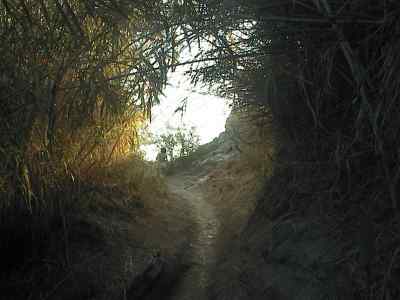 Paths through canes
