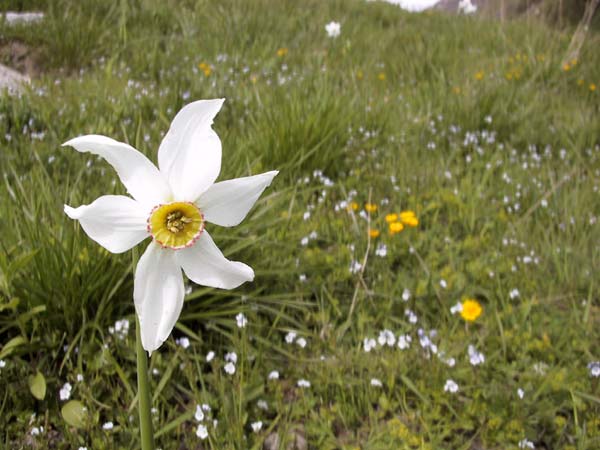 Wilde Narcis