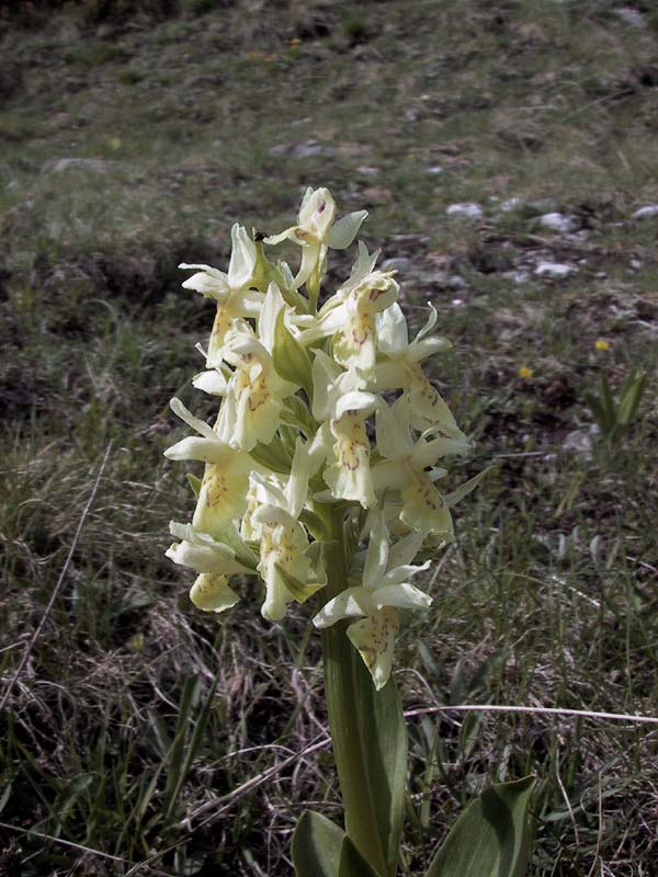 Een bloem