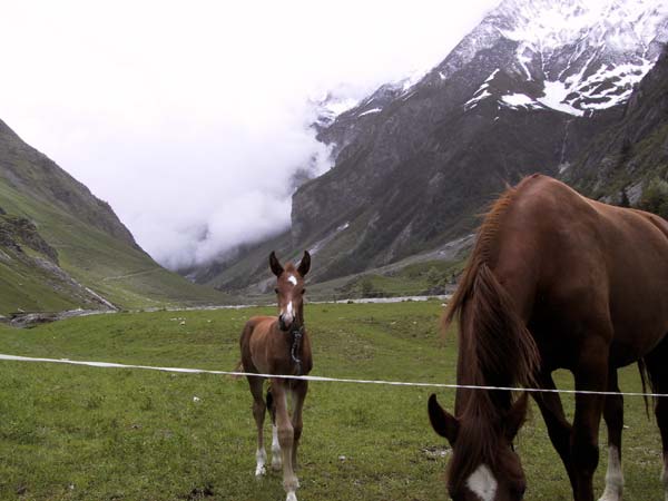 Paard en veulen, bergen aan weerszijden, wolken daartussen