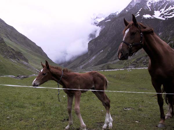 Paard en veulen