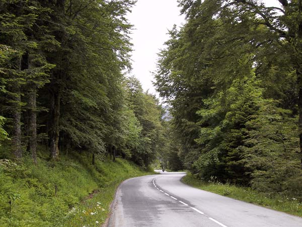 Mooie slingerende asfaltweg door het bos
