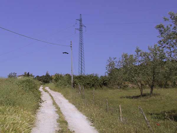 Onverhard pad, olijfbomen en een vogel