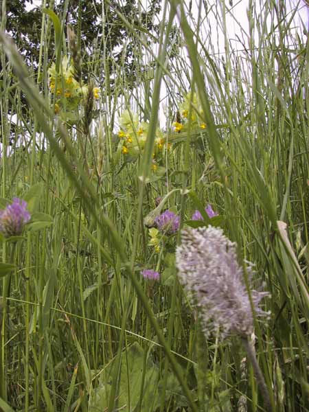 Bloemen in het gras