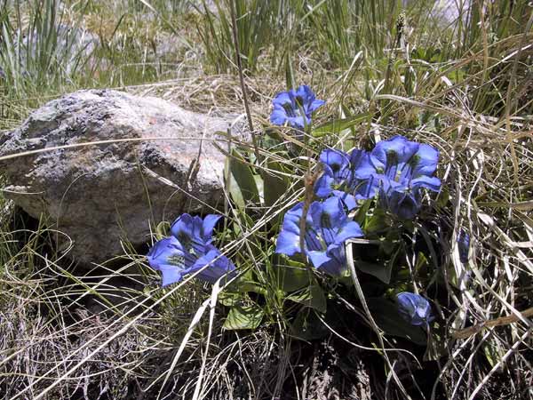 Fel blauwe bloemen