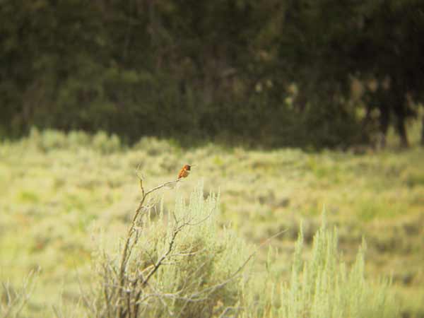 A rust-coloured Hummingbird in the top of a bush