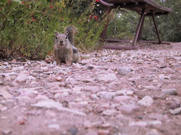 Een eekhoornachtig beestje zit op de grond en kijkt verwachtingsvol in de camera