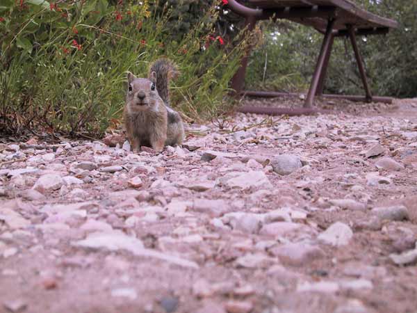Een eekhoornachtig beestje zit op de grond en kijkt verwachtingsvol in de camera