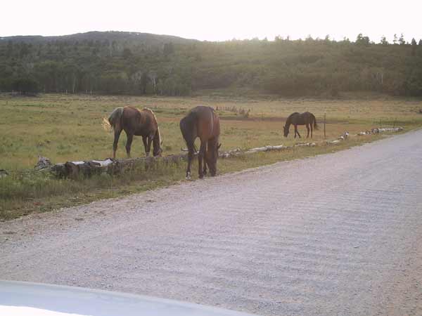 Paarden in het avondlicht, op de onverharde weg