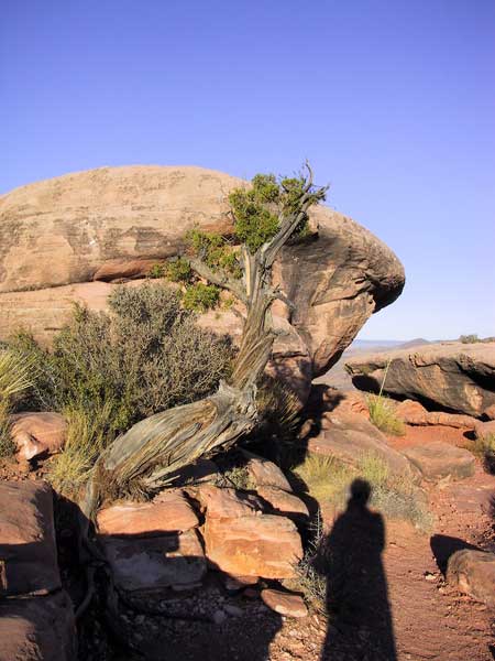 Boomstronk met groen op gortdroge stenen