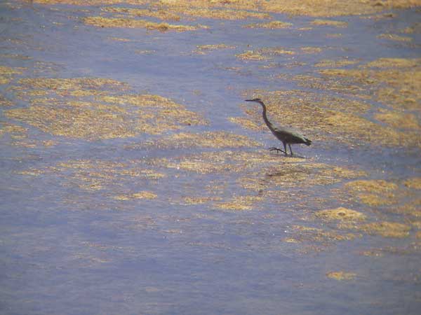 Amerikaanse blauwe reiger in moerassig deel