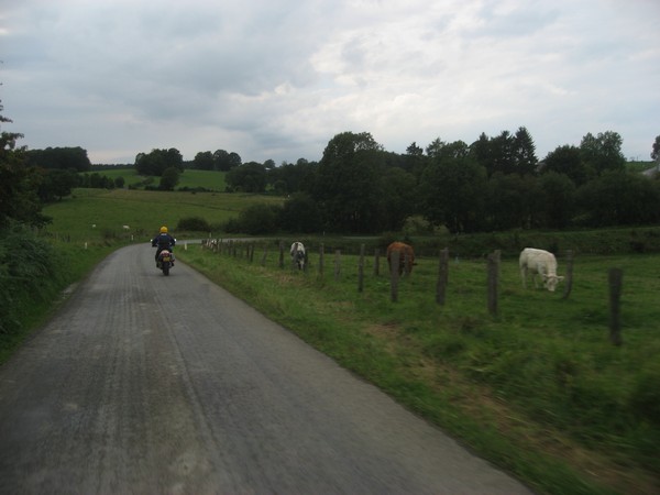 Derbi Mulhacen en koeien