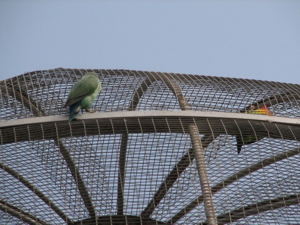 Twee papegaaien