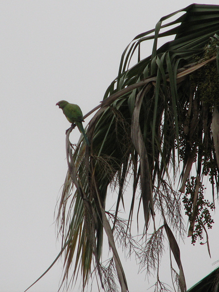 Vogel in boom