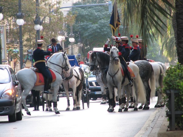 paarden