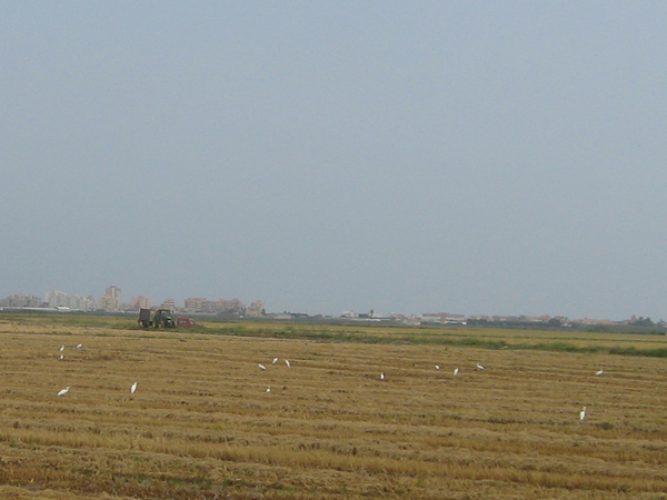 Egretta garzetta