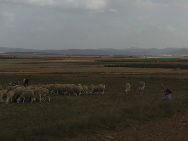 Schapen en geiten en man