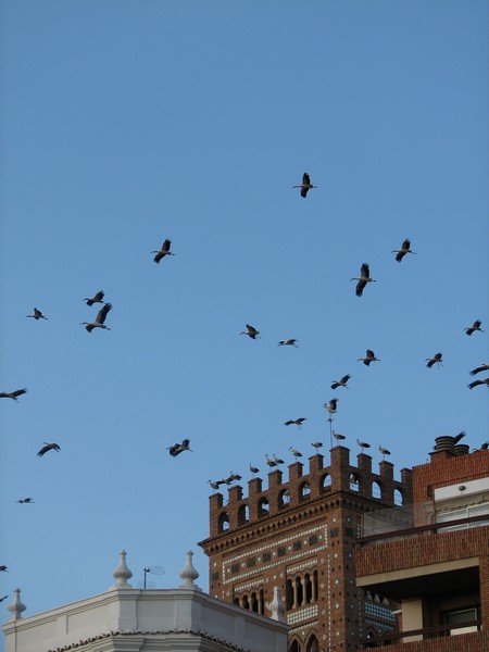Een zwerm vogels boven toren
