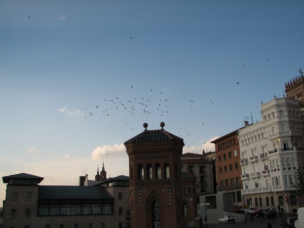 Vogels boven een stad