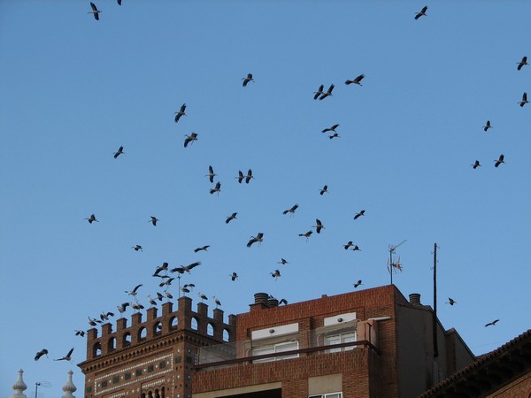 Vogels boven toren