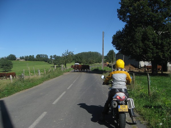 Mulhacen en koeien