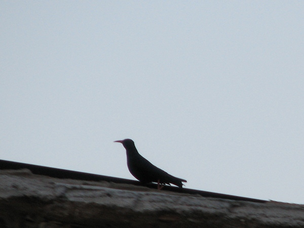 Zwarte vogel met rode snavel