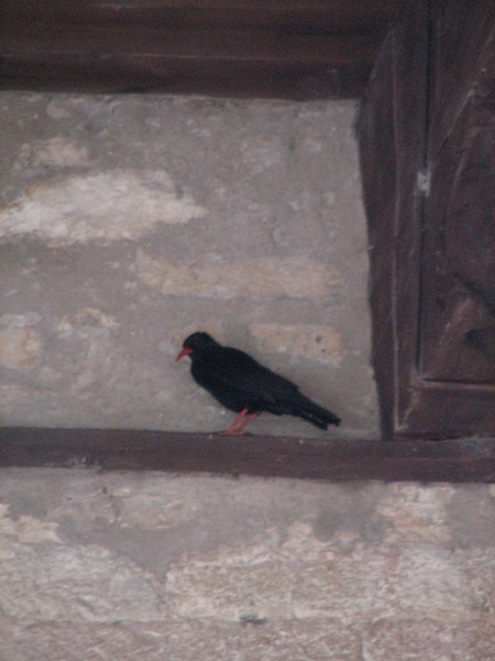 Zwarte vogel met rode snavel en poten