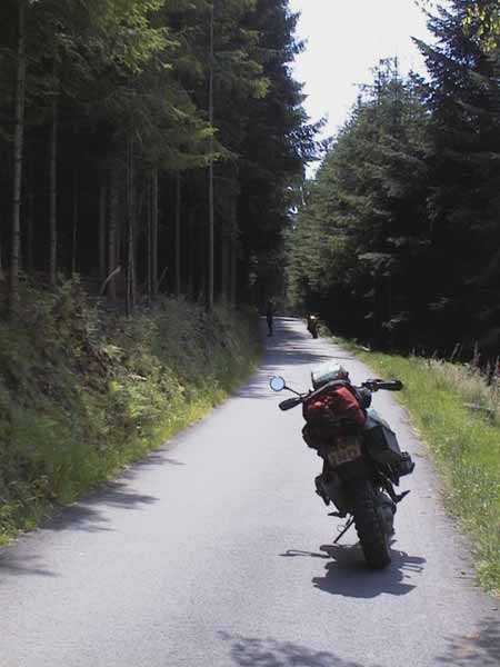 Motorcycle parked on a narrow road, pine forest on both sides
