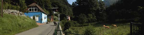 Blue house, brown cows, green grass